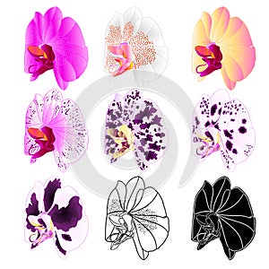 Orchid Phalaenopsis various  natural, outline, silhouette,flower fourteen on a white background vintage vector editable