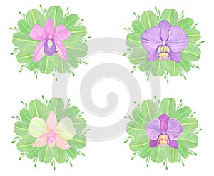 Orchid phalaenopsis watercolor illustration. Beautifull exotic flower in a full bloom with green buds