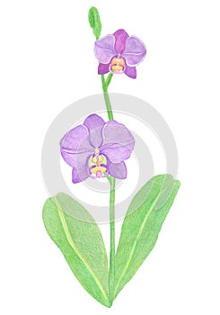 Orchid phalaenopsis watercolor illustration. Beautifull purple exotic flower on a branch with a green bud