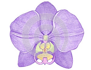Orchid phalaenopsis watercolor illustration. Beautifull purple exotic flower in a full bloom with green buds