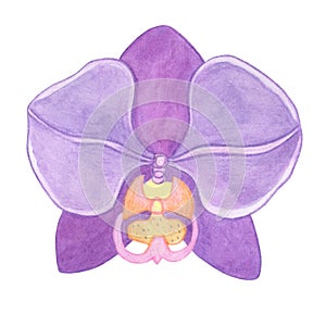 Orchid phalaenopsis watercolor illustration. Beautifull purple exotic flower in a full bloom with green buds