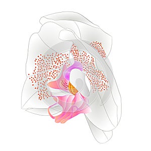 Orchid Phalaenopsis   white  colours natural flower Twenty-one on a white background watercolor vintage vector editable