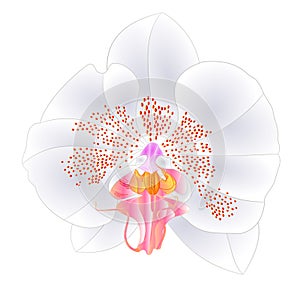 Orchid Phalaenopsis  white  colours natural flower twenty two on a white background watercolor vintage vector editable