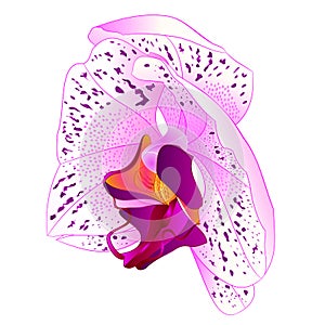 Orchid Phalaenopsis   white and lila colours  flower Twenty-one on a white background watercolor vintage vector editable