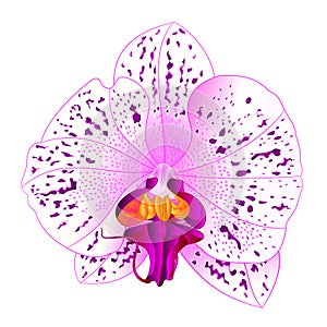 Orchid Phalaenopsis  white and lila  colours natural flower twenty two on a white background watercolor vintage vector editable