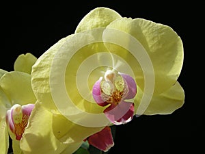 Orchid phaleanopsis yellow fucsia center photo