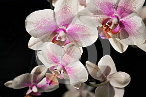 Orchid Phalenopsis mini white pink color