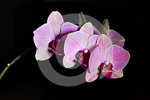 Orchid Phalenopsis mini white pink color