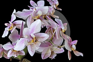 Orchid Phalenopsis mini white pink color on black background