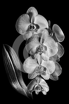 Balck and white orchid photo