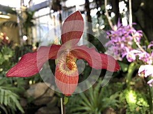 orchid phragmipedium memoria clements