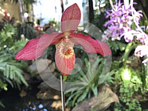 orchid phragmipedium memoria clements