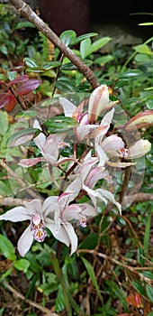 Orchid from Phuluang