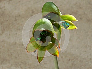 Orchid pimenton, photo