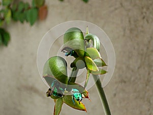 Orchid pimenton, photo