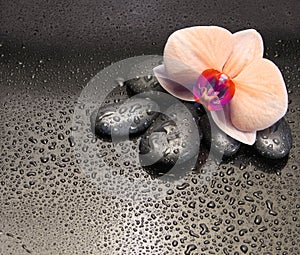 Orchid pink flower and Black stones with water drops. Nature background. Saturation color