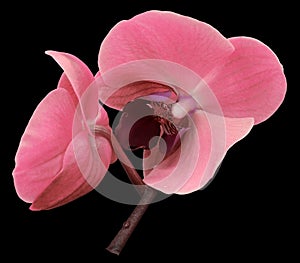 Orchid pink flower. Isolated on black background with clipping path. Closeup. The branch of orchids.