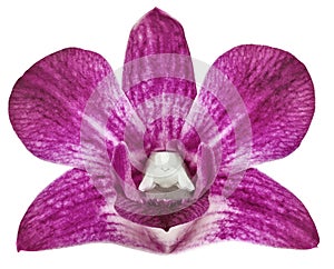 Orchid pink flower, white isolated background with clipping path. Closeup. no shadows. for design.