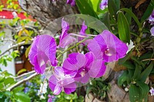 Orchid pink frower
