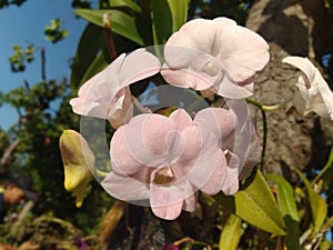 Orchid pink green tree bossom photo