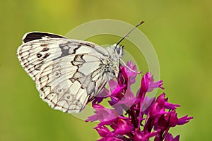 Orchid, pink orchid and white butterfly, flowering European terrestrial wild orchid, nature habitat, detail of beautiful bloom, gr