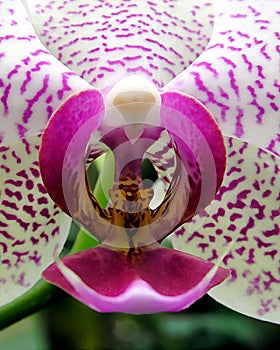 Orchid - pink and white Phalaenopsis