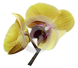 Orchid pink-yellow flower. Isolated on white background with clipping path. Closeup. The branch of orchids.