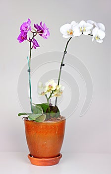 Orchid plant