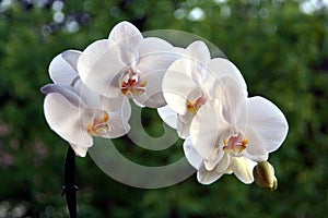 Orchid plant