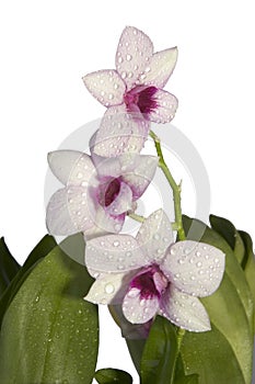 Orchid plant