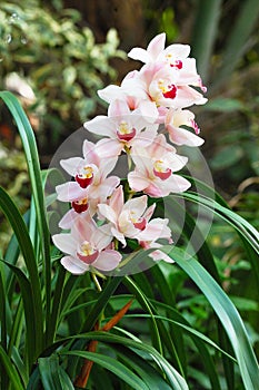 Orchid plant