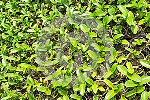 Orchid Plant Background