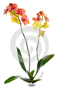 Orchid plant family of monocots