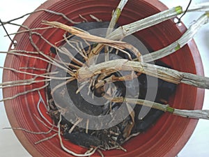 Orchid plant with its roots spread in the pot