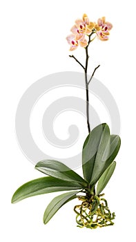 Orchid plant with leaves and roots