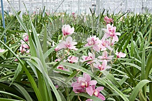 Orchid plant nursery