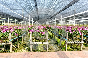 Orchid plant nursery