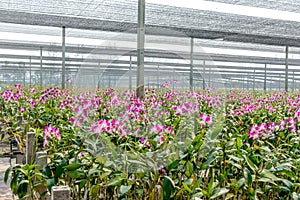 Orchid plant nursery