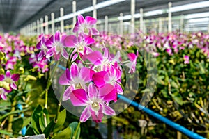 Orchid plant nursery