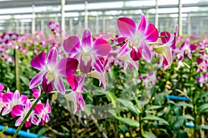 Orchid plant nursery