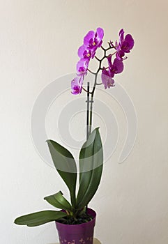 orchid plant on a vase photo