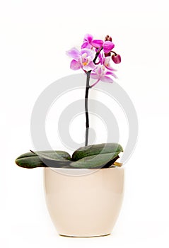 Orchid plant