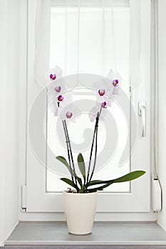 Orchid plant in a white pot on a window board.