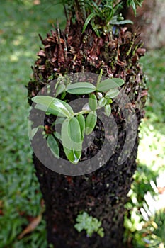 A Orchid plants