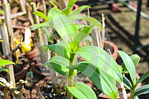 Orchid plants with clay pots