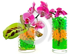 Orchid and plants in glass with hydrogel