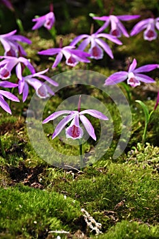 Orchid Pleione