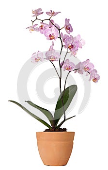 Orchid in a pot photo