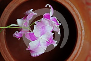 Orchid in a pot background. Phalaenopsis schilleriana. 