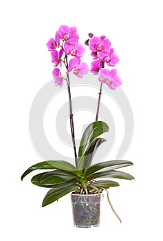Orchid pot flower